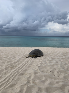 Nesting green turtle returns to sea