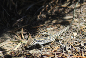 Colorado checkered whiptail