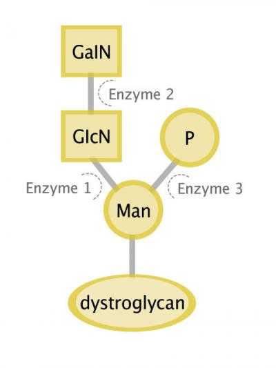Enzymes Build Glycan