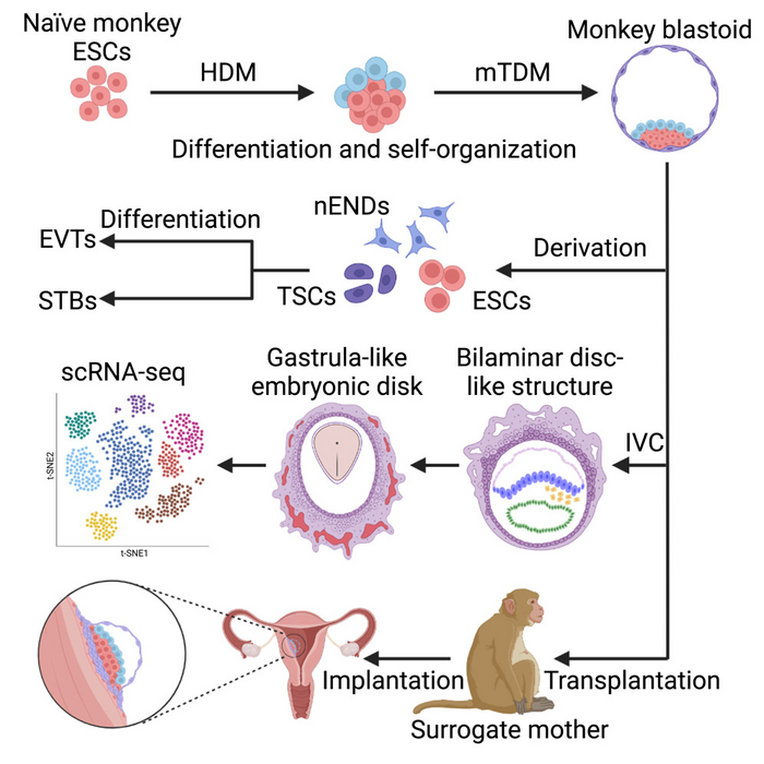 Cynomolgus monkey embryo model captures gastrulation and early pregnancy