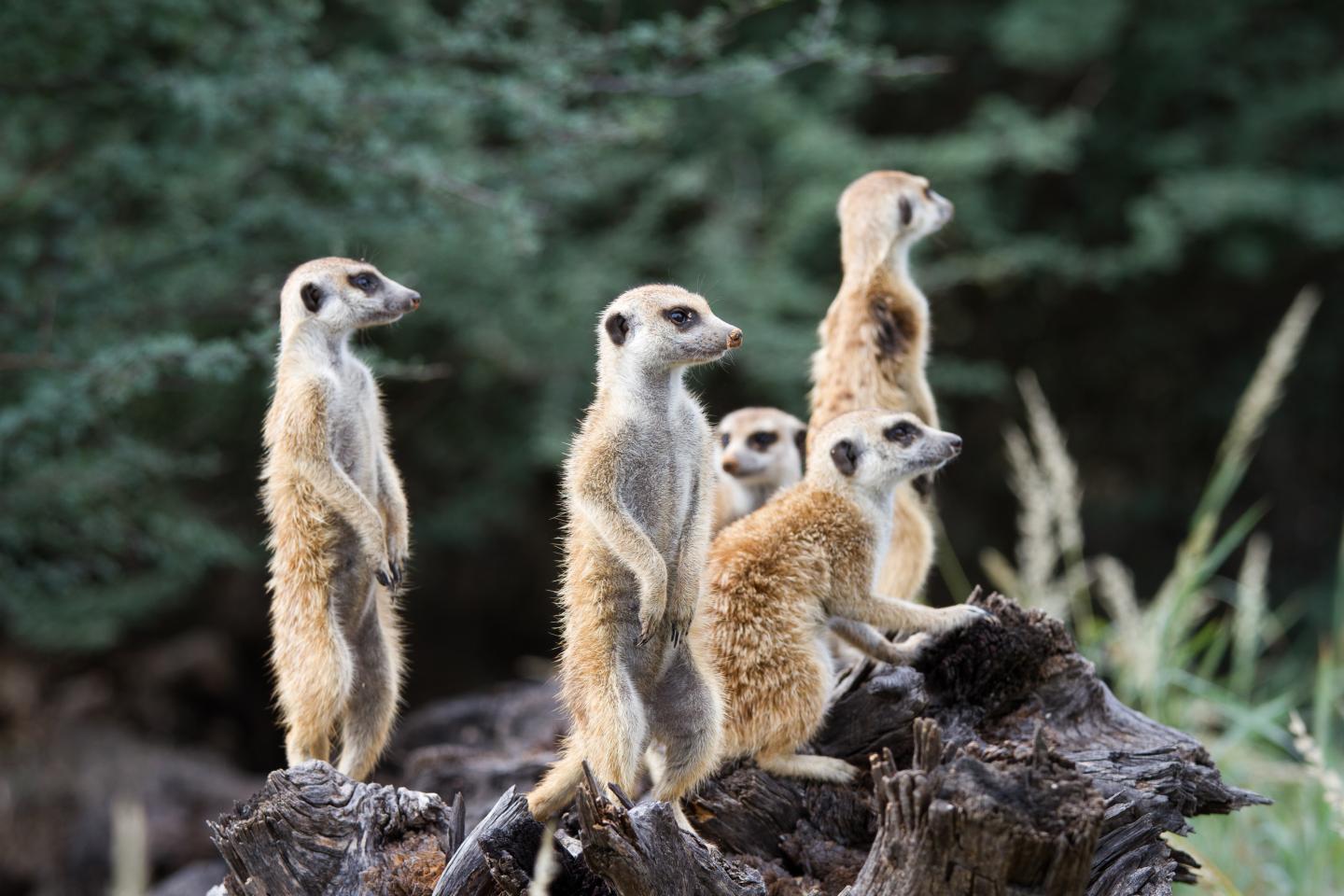 When It Comes to a Meerkat's Resilience to Climate Change, Timing Matters (2 of 10)