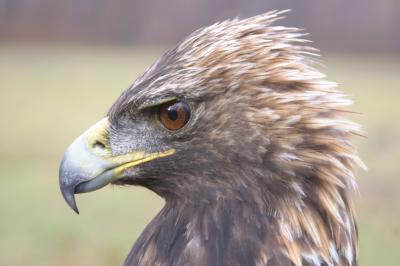 Golden Eagle