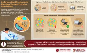 Engineered mitochondrial DNA editing enzyme with improved enzymatic activity and precision.