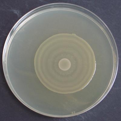 Controlled Swarm in Bacteria