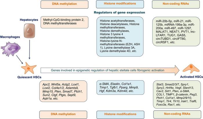 The epigenetic regulation of fibrogenic activation of hepatic stellate cells (HSCs)