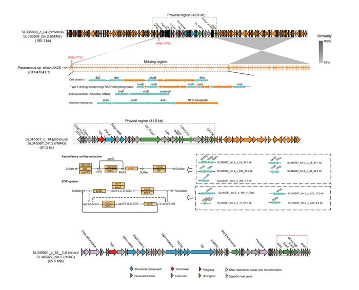 Schematic illustrating the insertion of genes by a virus into a bacteria host