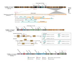 Schematic illustrating the insertion of genes by a virus into a bacteria host