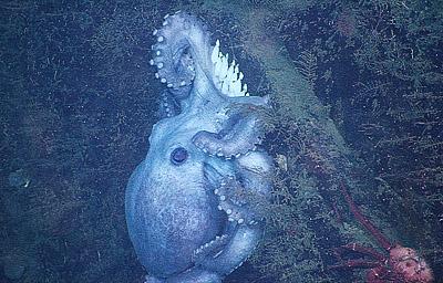 Deep-sea Octopus Brooding Eggs