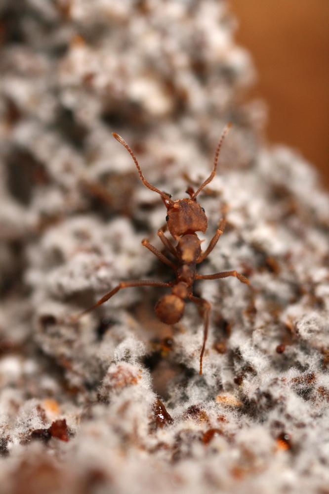 <em>Trachymyrmex</em>