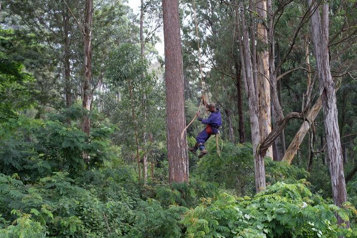 The ground-breaking study which sheds light on the potential impacts of non-native pests and climate change on global forest health