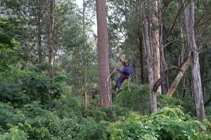 The ground-breaking study which sheds light on the potential impacts of non-native pests and climate change on global forest health