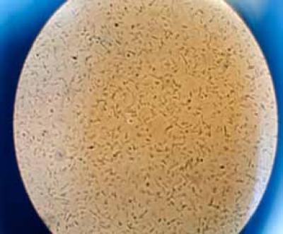 Bacteria in Training