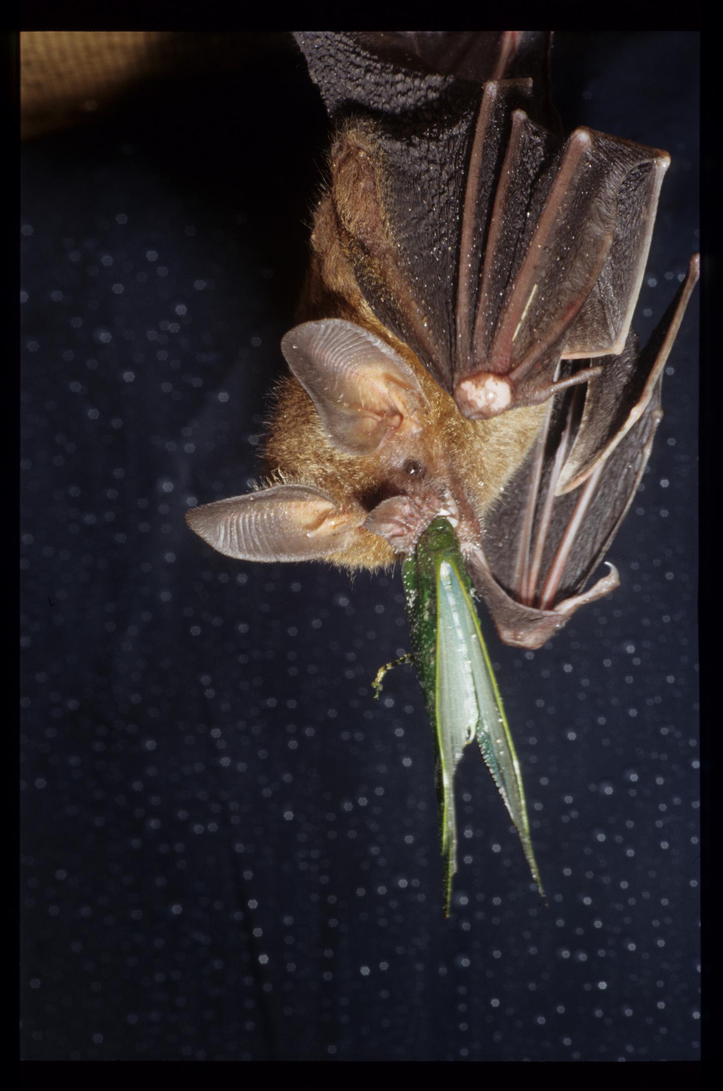 Dartmouth Bat-Katydid Study