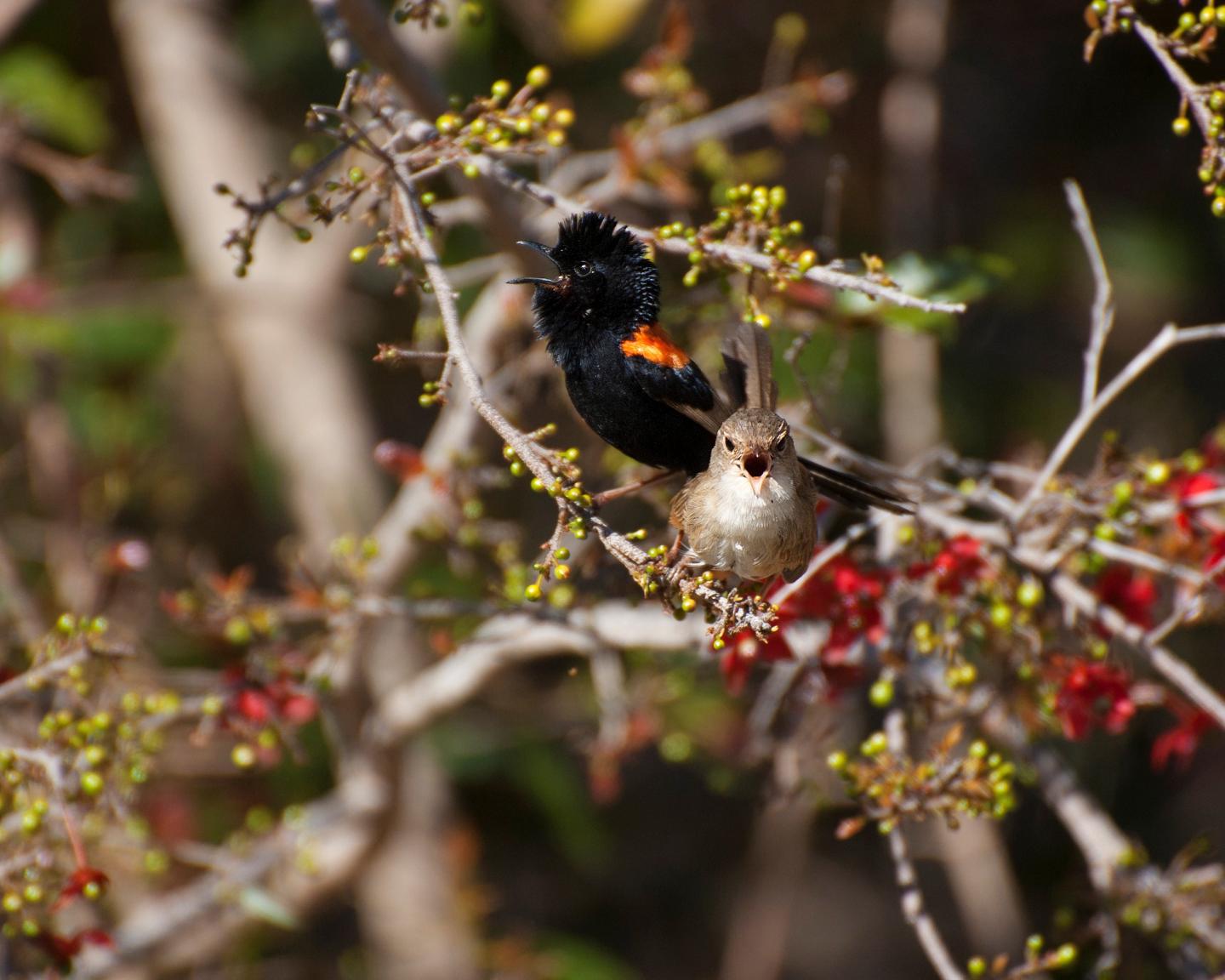 Fairy-Wren Duet (2 of 2)