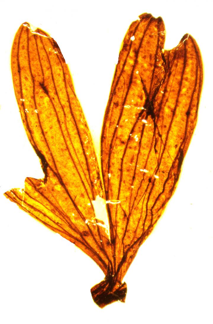 Remains of a Ginkgo Leaf