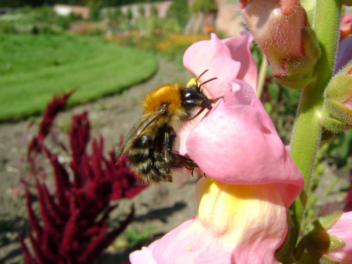 Pollinator Losses Began With Early Farming Changes (3 of 3)