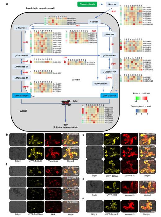 Characterization of BSP-related genes.