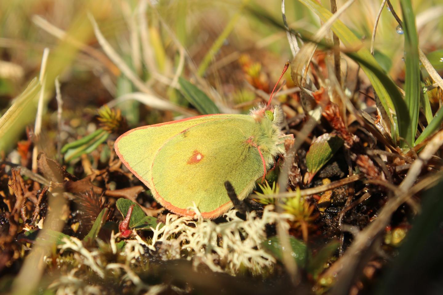 <i>Colias hecla</i>