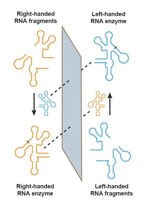 Cross-chiral exponential amplification of an RNA enzyme