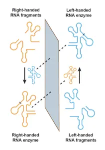 Cross-chiral exponential amplification of an RNA enzyme