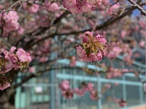 Cherry blossoms near the Institut Pasteur's glasshouse