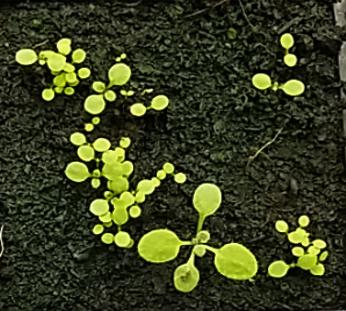 Genetically Identical <em>Arabidopsis</em> Seedlings Germinating at Variable Times