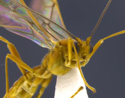 <i>Aleiodes falloni</i>