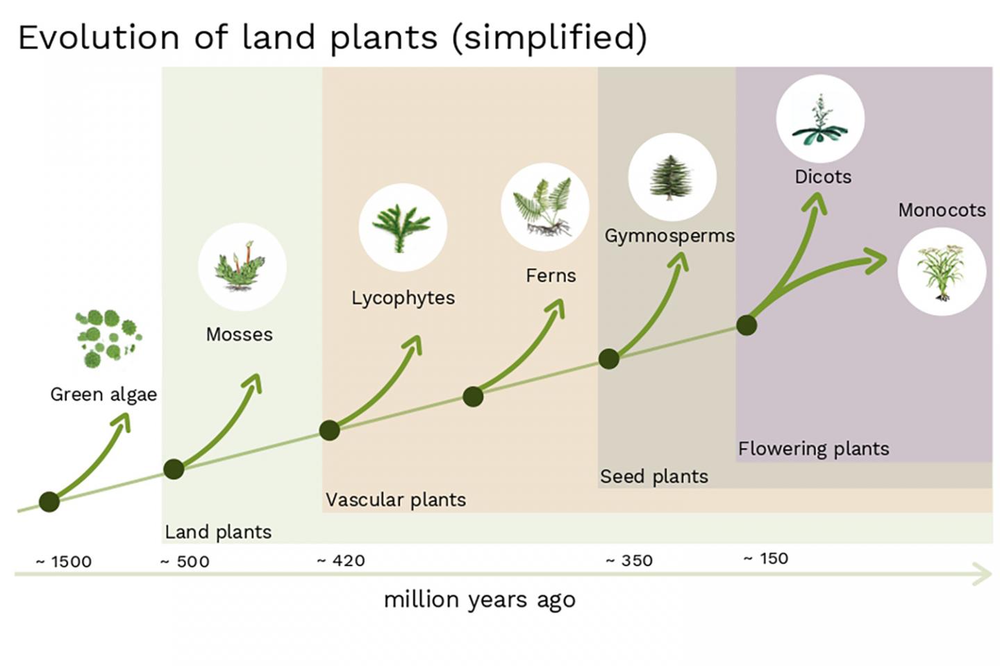 plant evolution diagram