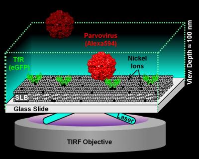 Graphic Explaining How Canine Parvovirus Can Jump Species