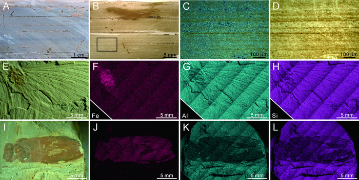 Sedimentology and taphonomy of the fossil-bearing layer from the Shiti Formation in southern China