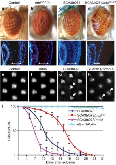 Upregulation of mbl Enhances Ataxin-3 Toxicity