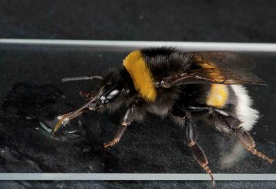 Bumblebee Drinking a Virus Inoculum