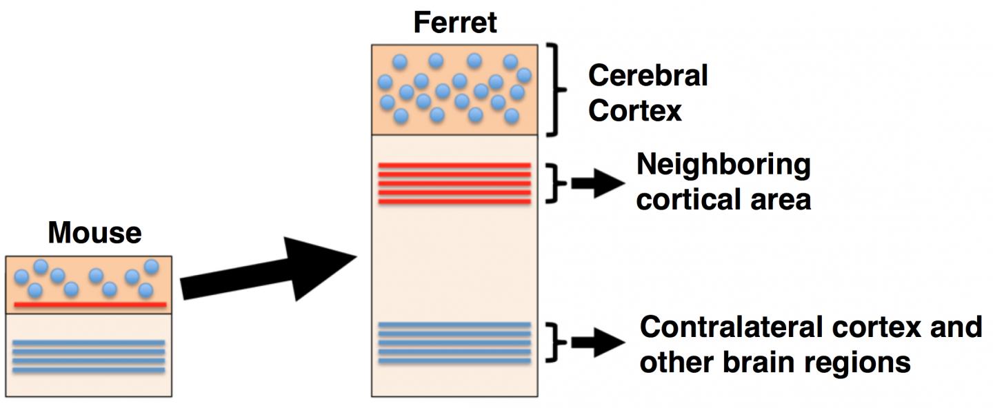 Figure 3. Summary of the Present Study