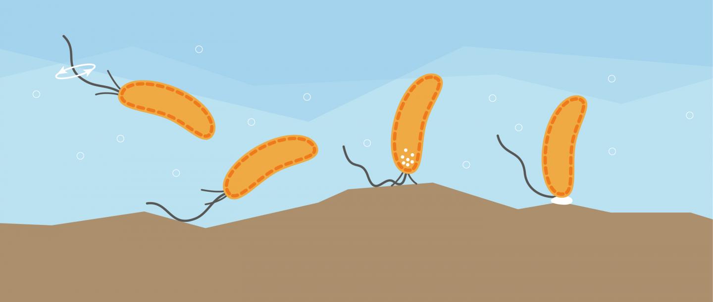 Sense of Touch: Swimming Bacteria Can Sense Surfaces with the Flagellum.