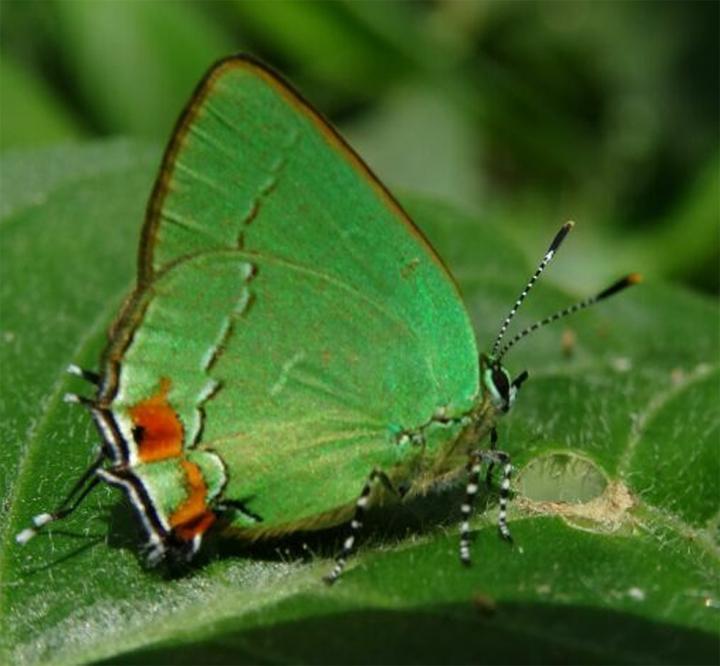 A CloseUp View Shows How Butterflies' Wings EurekAlert!