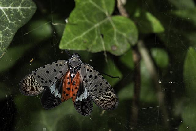 Adult Spotted Lanternfly
