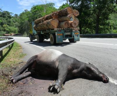 An Asian Tapir (<i>Tapirus indicus</i>) Killed on a Highway in Peninsular Malaysia