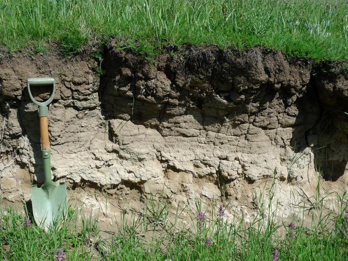 A soil riches in both organic carbon and inorganic carbon in the Qilian Mountains.