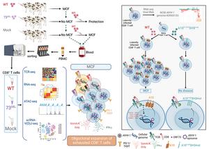 Multi-omics analysis of circulating CD8 T lymphocytes isolated from healthy cattle