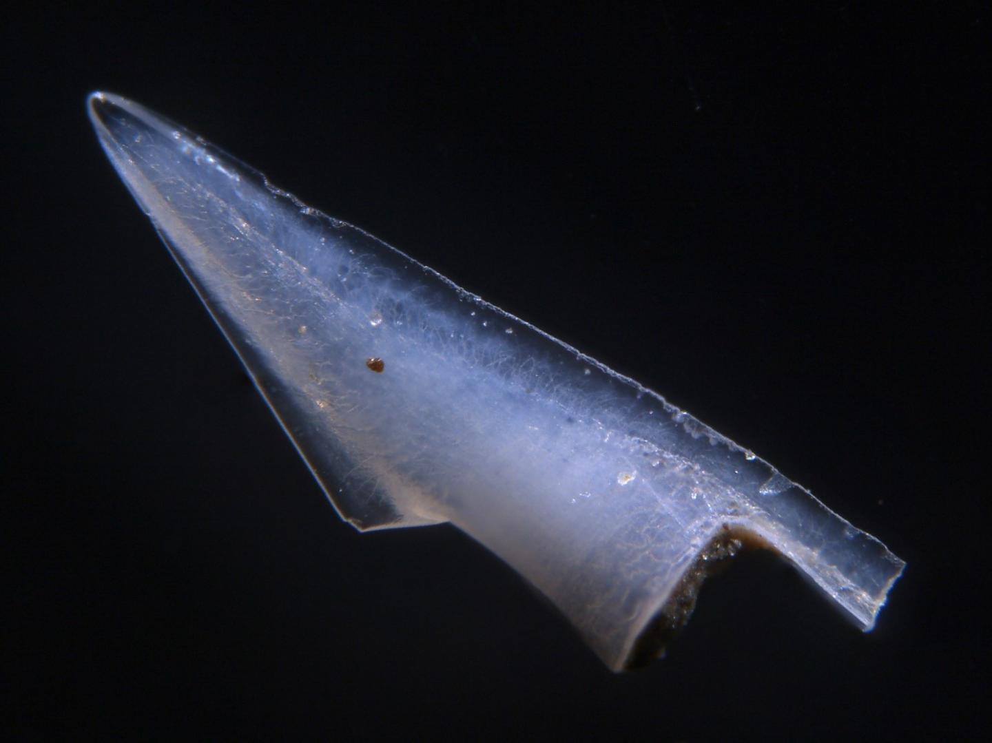 Fossil Fish Tooth