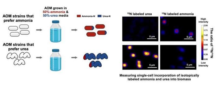 Different Microorganisms Have a Taste for Different Flavors of Ammonia