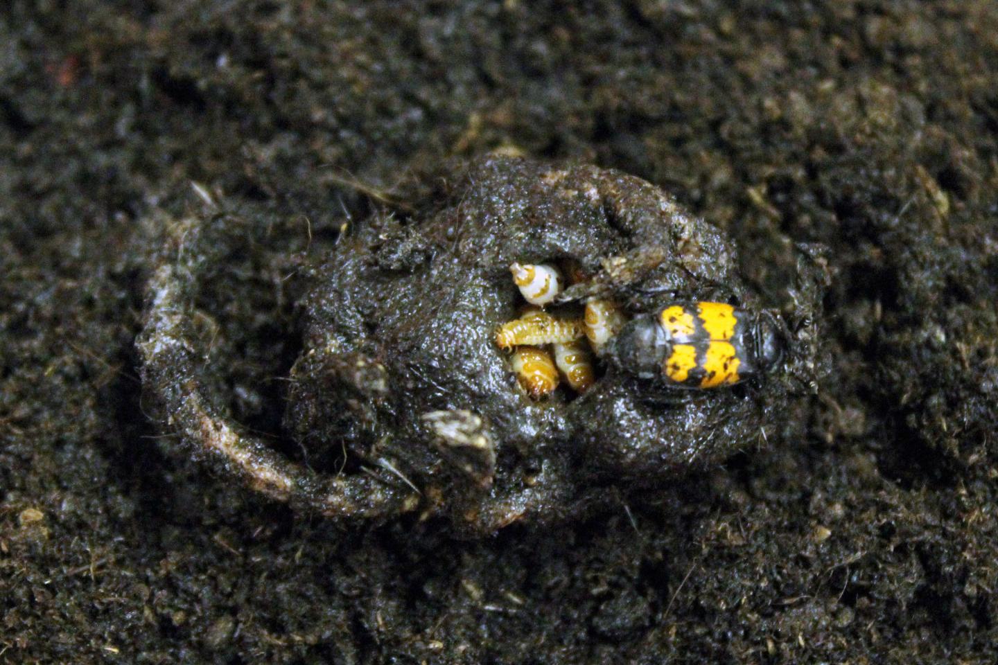 <i>Nicrophorus vespilloides</i> Larvae