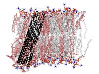 Simulation of a Nanotube Introduced to the Lipid Membrane