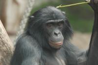 Bonobo Jasongo