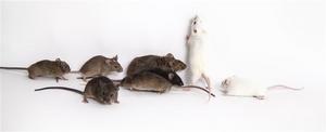 Eight genetically diverse mice, including the CAST mouse