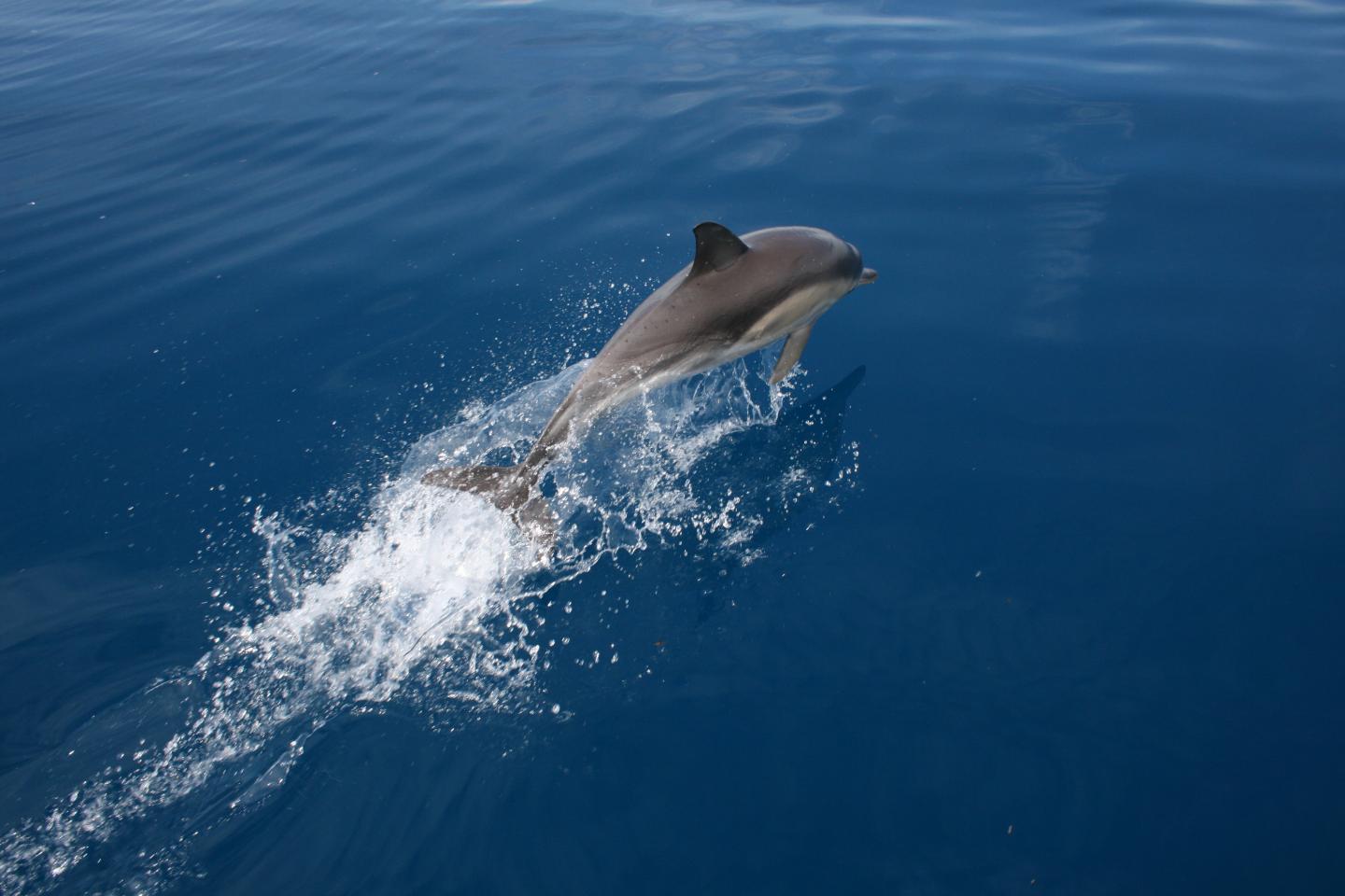 Australasian common dolphin
