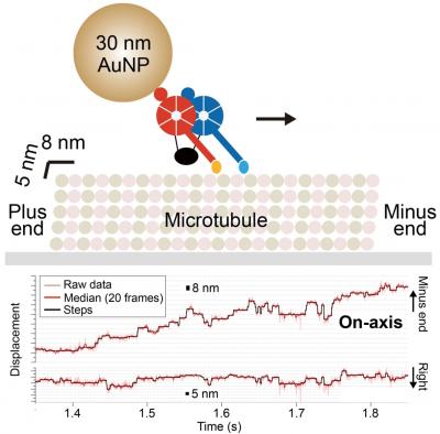 Dynein Motion