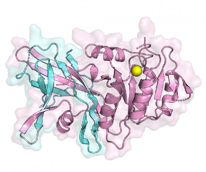 Lipin Enzyme