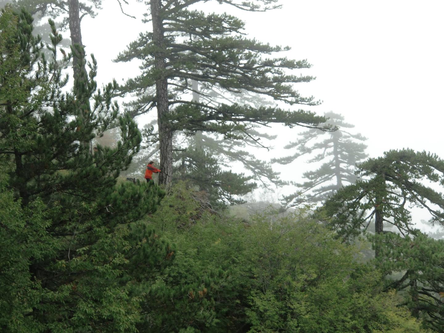 Trouet Cores Old Bosnian Pine