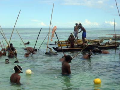 Fishers Collectively Harvesting from a Tambu Area, Ahus Island, Manus, Papua New Guinea